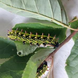 FOR SALE, Antherina Suraka cocoons