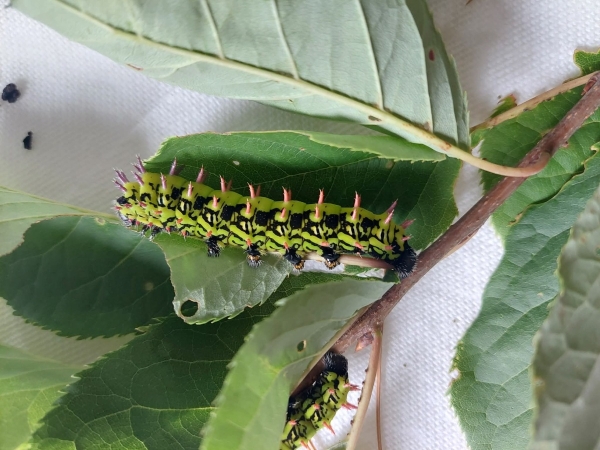 FOR SALE, Antherina Suraka cocoons