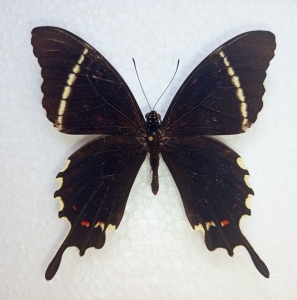 FOR SALE, Papilio pelaus imerius and other rare Papilionidae