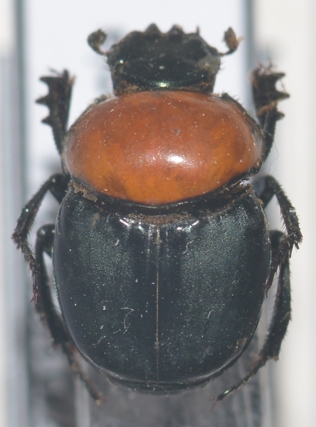 EBAY, SCARABAEIDAE, GEOTRUPIDAE & BOLBOCERATINAE