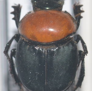 EBAY, SCARABAEIDAE, GEOTRUPIDAE & BOLBOCERATINAE