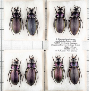 FOR SALE, Megodontus violaceus aurolimbatus. Urals!