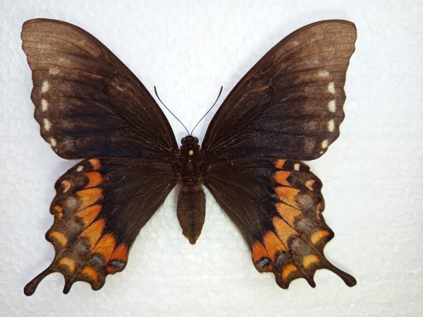 FOR SALE, Papilio electryon FEMALE extra ABERRATION very big