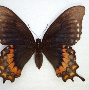 FOR SALE, Papilio electryon FEMALE extra ABERRATION very big
