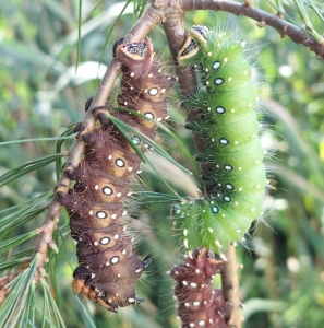 FOR SALE, Ovewintering Eacles imperialis pini pupae