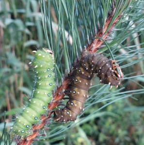 FOR SALE, Overwintering Saturniidae cocoons/pupae 