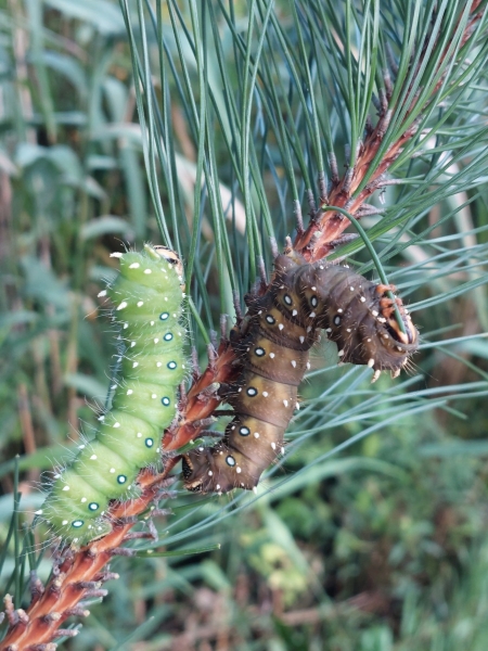 FOR SALE, Overwintering Saturniidae cocoons/pupae