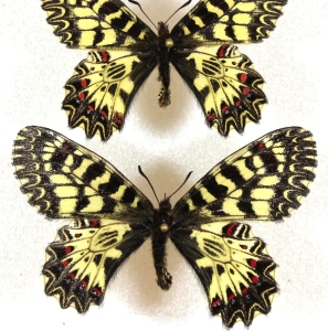 FOR SALE,  butterflies from the Kharkiv region of Ukraine