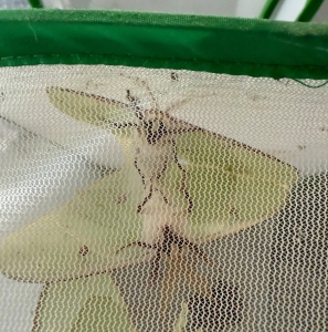 FOR SALE, Actias Luna eggs