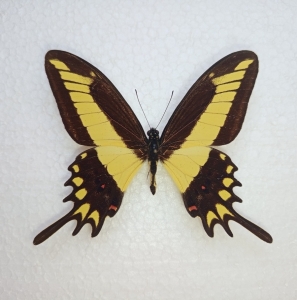 FOR SALE, Papilio lamarchei and other rare Papilionidae