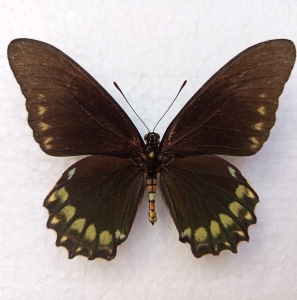 FOR SALE, BATTUS ERACON male