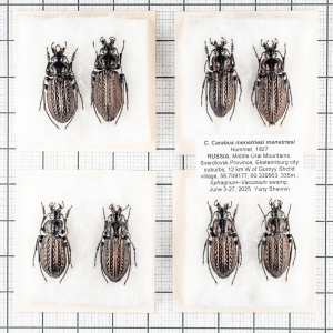 FOR SALE, Carabus menetriesi Hummel, 1827. Middle Urals
