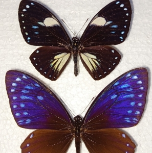 FOR SALE, 2 ssp. Chilasa paradoxa (TELEARCHUS, AENIGMA)