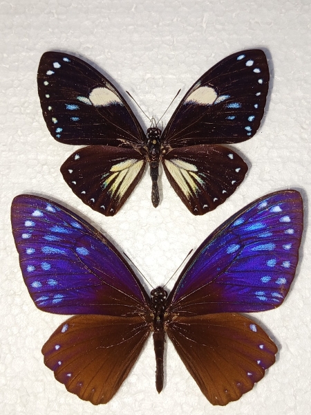 FOR SALE, 2 ssp. Chilasa paradoxa (TELEARCHUS, AENIGMA)