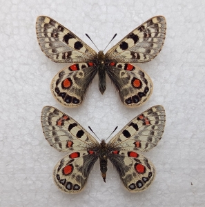 FOR SALE, PAIR Parnassius acco (przewalskii)