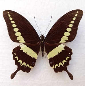 FOR SALE, Papilio liomedon MALE  A1