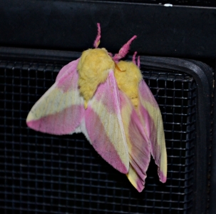 FOR SALE, Dryocampa rubicunda ova