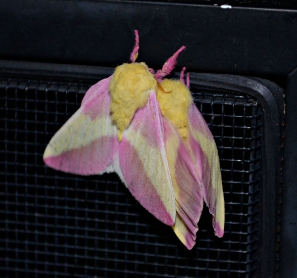 FOR SALE, Dryocampa rubicunda ova