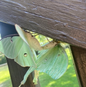 FOR SALE, Actias luna eggs for sale!!!
