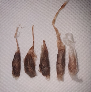 FOR SALE, Callosamia promethea cocoons 