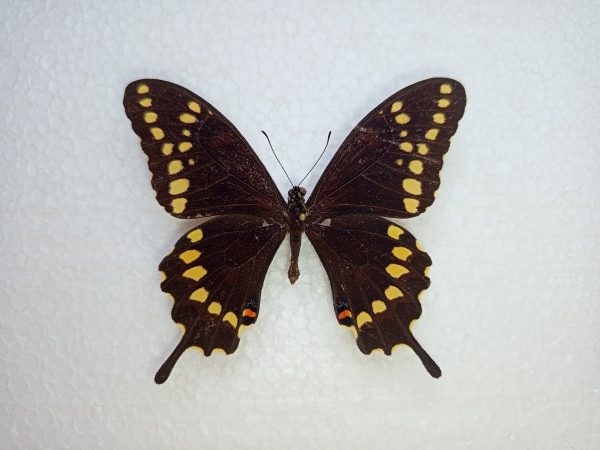 FOR SALE, Papilio aristor and other rare Papilionidae
