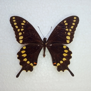 FOR SALE, Papilio aristor and other rare Papilionidae