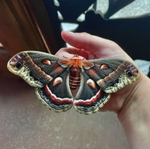 FOR SALE, H. Cecropia COCOONS