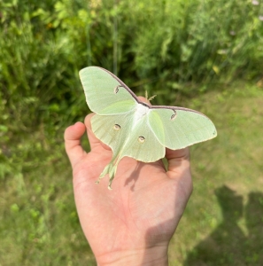 FOR SALE, A. Luna COCOONS