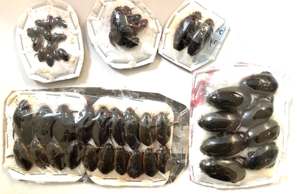 FOR EXCHANGE, African Dysticidae at Juvisy fair