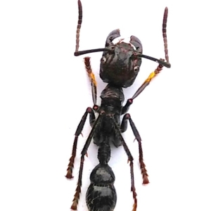 FOR SALE, Formicidae