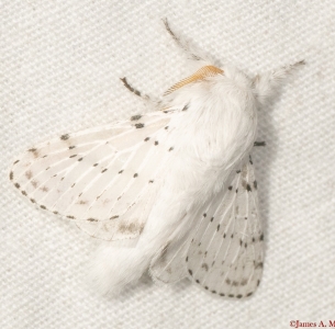 FOR EXCHANGE, VARIETY OF MOTH EGGS 