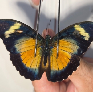 EBAY, EUPHAEDRA FOR SALE