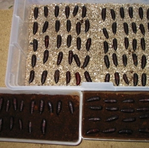 FOR SALE, $15 / $20 Royal Walnut moth fresh pupae