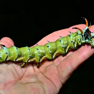 FOR SALE, Royal Walnut Moth Pupae