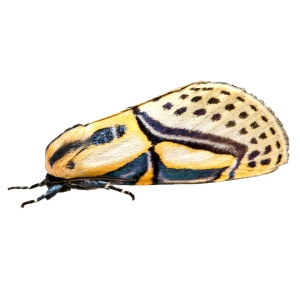 FOR SALE, Hieroglyphic Moth eggs LIMITED AMOUNT !