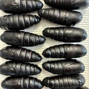 FOR SALE, Royal Walnut Moth Pupae