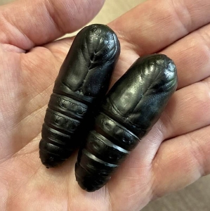 FOR SALE, Royal Walnut Moth Pupae