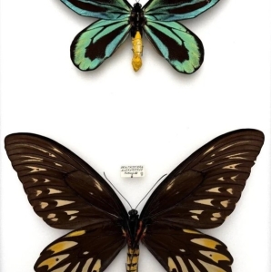 ANNOUNCEMENT, New entomology public auction, september 10th
