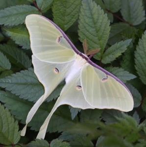 FOR EXCHANGE, Luna moth cocoons and some other moth eggs