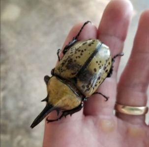 FOR SALE, Assorted Beetles 