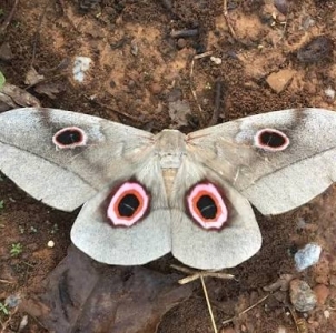 FOR SALE, Lobobunaea phaedusa christyi eggs F0