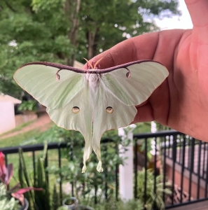 FOR SALE, COCOONS Actias Luna 