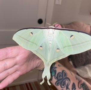 FOR SALE, Actias selene ova