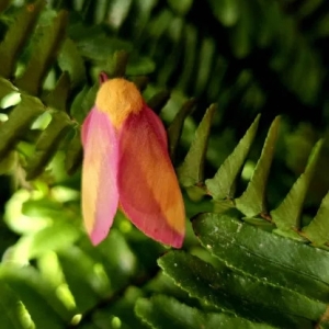 FOR SALE, Rosy maple moth eggs LIMITED AMOUNT