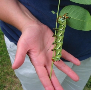 FOR SALE, Royal Walnut Moth pupae - $15 / $20