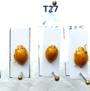 FOR SALE, Coccinellidae