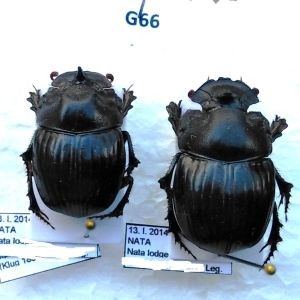 FOR SALE, Scarabaeidae