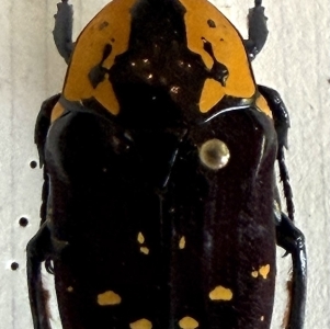 FOR SALE, Euchroea spininasuta at Juvisy