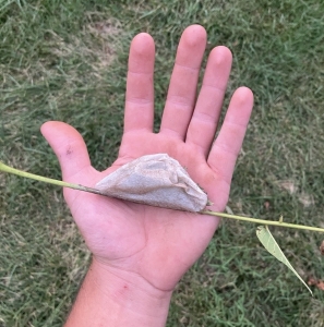FOR SALE, COCOONS Hyalophora Cecropia 