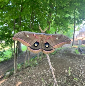 FOR SALE, COCOONS Polyphemus